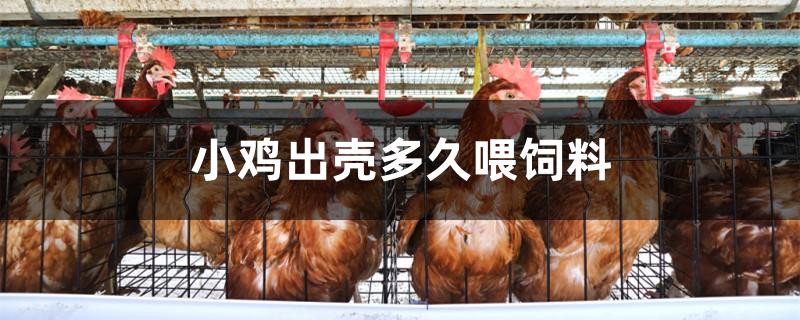 小鸡出壳多久喂饲料