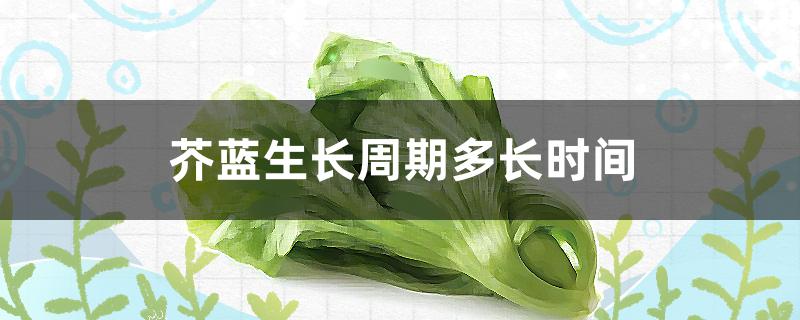 芥蓝生长周期多长时间