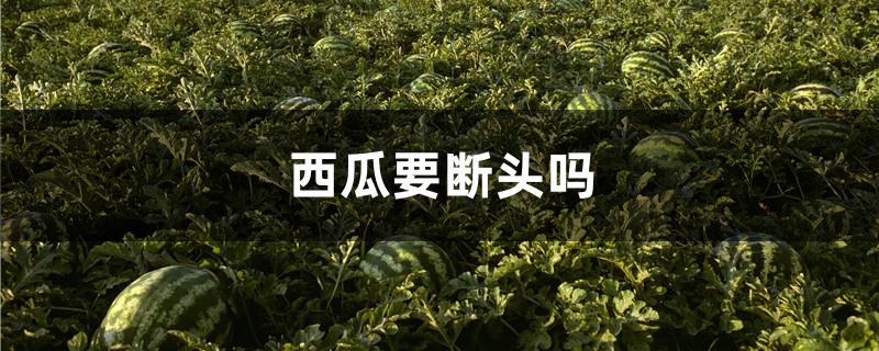 西瓜要断头吗
