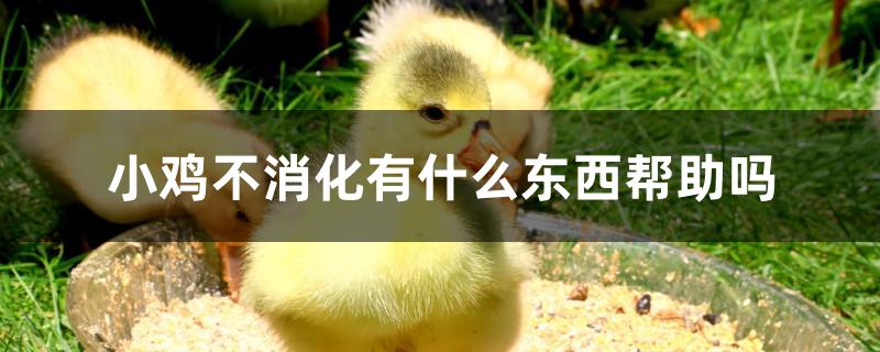 小鸡不消化有什么东西帮助吗