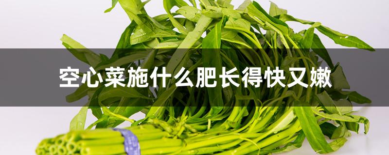 空心菜施什么肥长得快又嫩