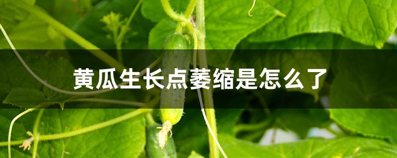 黄瓜生长点萎缩是怎么了