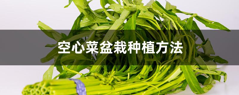 空心菜盆栽种植方法