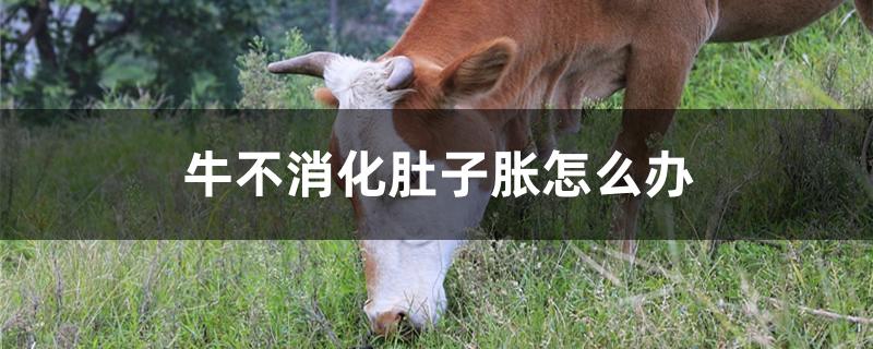 牛不消化肚子胀怎么办