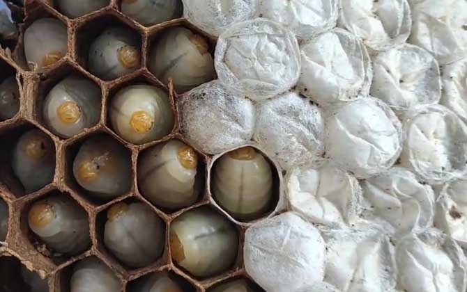 蜂蛹是什么东西