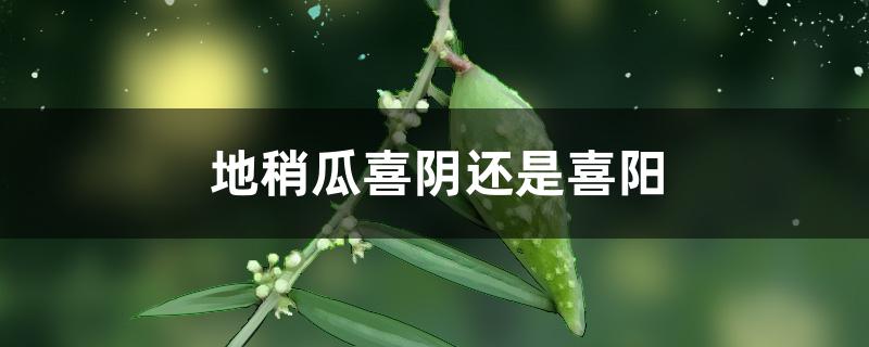地稍瓜喜阴还是喜阳