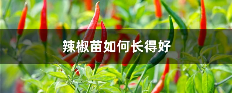 辣椒苗如何长得好