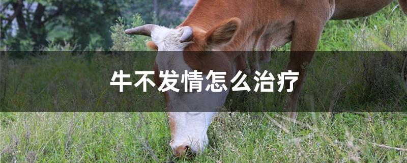 牛不发情怎么治疗