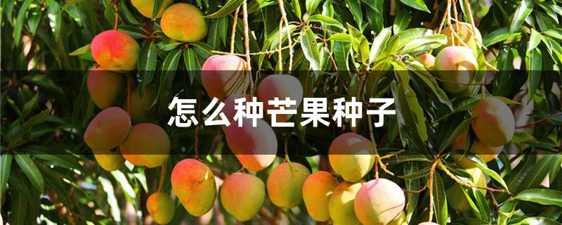 怎么种芒果种子
