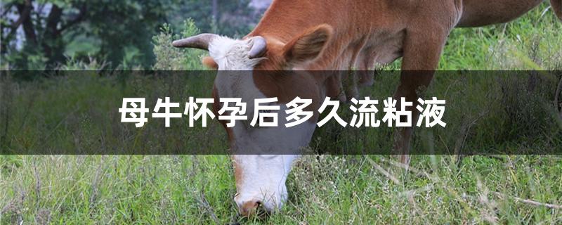 母牛怀孕后多久流粘液