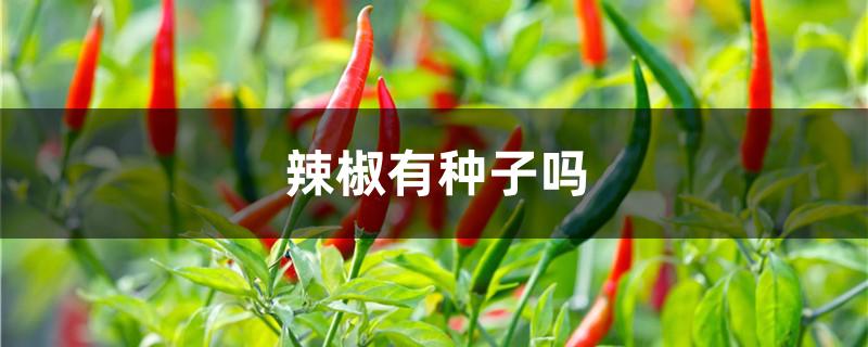 辣椒有种子吗