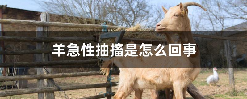 羊急性抽搐是怎么回事