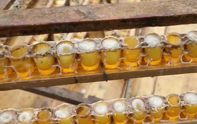 蜂王浆一天吃多少最好