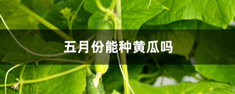 五月份能种黄瓜吗