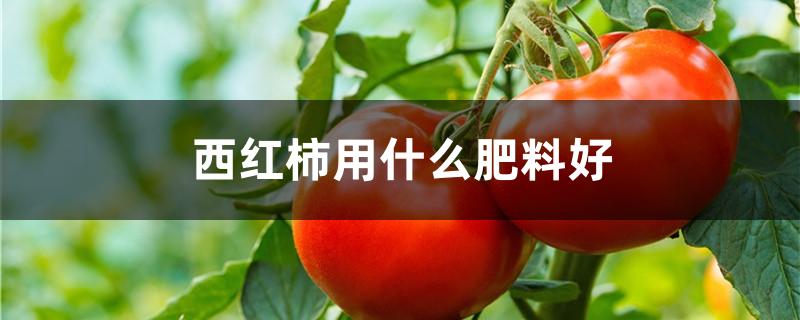 西红柿用什么肥料好