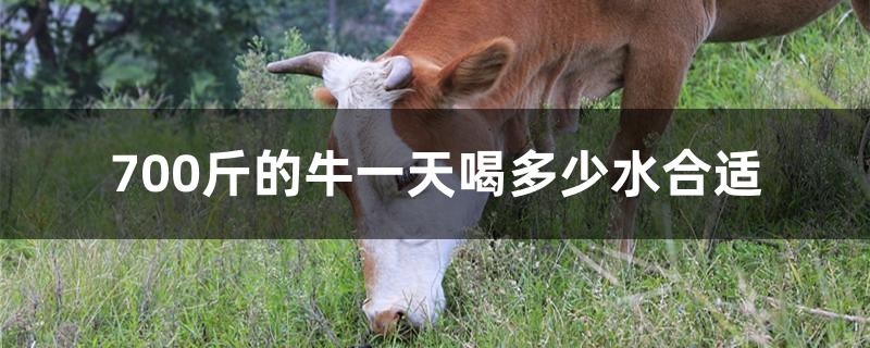 700斤的牛一天喝多少水合适