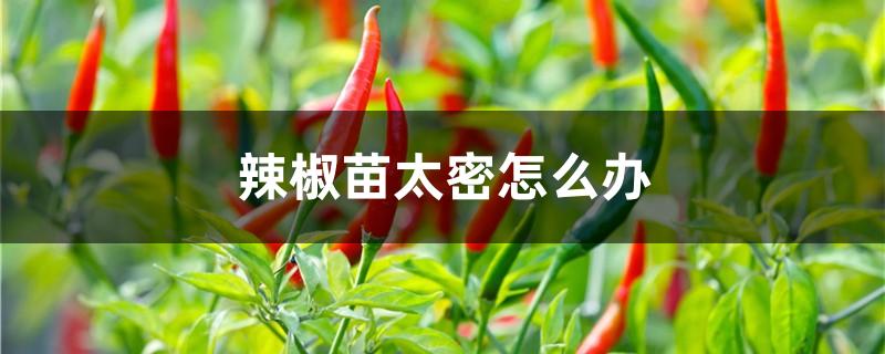 辣椒苗太密怎么办