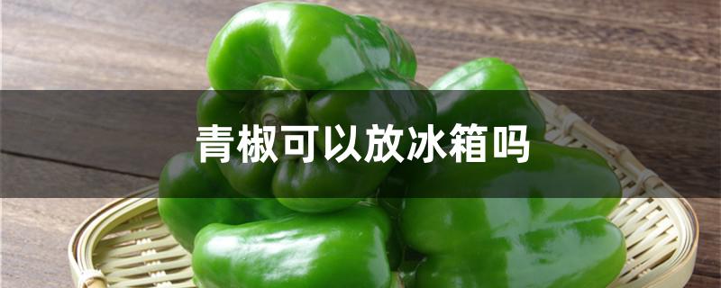 青椒可以放冰箱吗