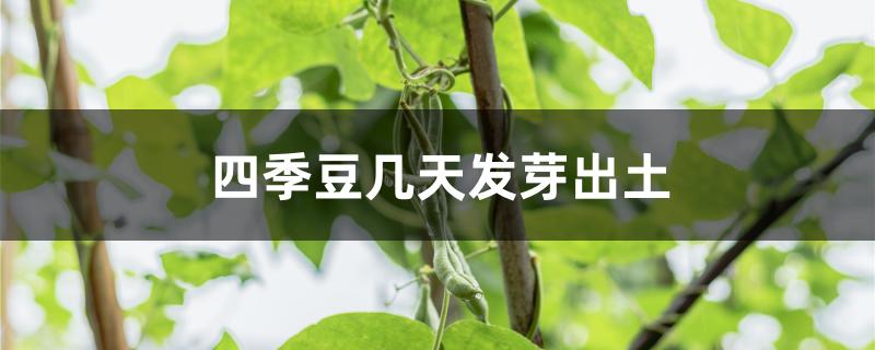 四季豆几天发芽出土