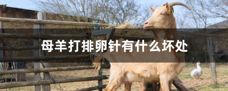 母羊打排卵针有什么坏处