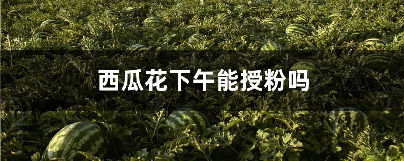 西瓜花下午能授粉吗