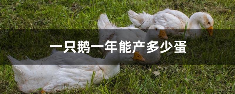 一只鹅一年能产多少蛋