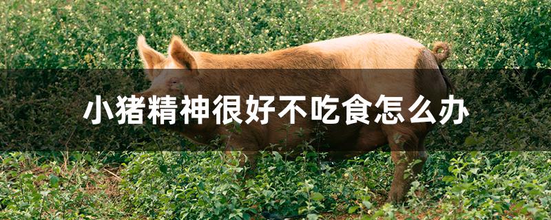 小猪精神很好不吃食怎么办