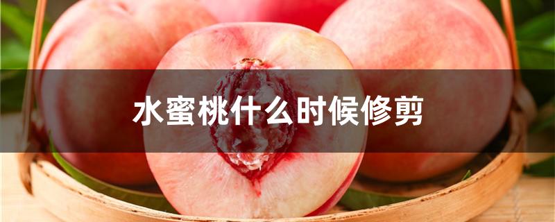 水蜜桃什么时候修剪