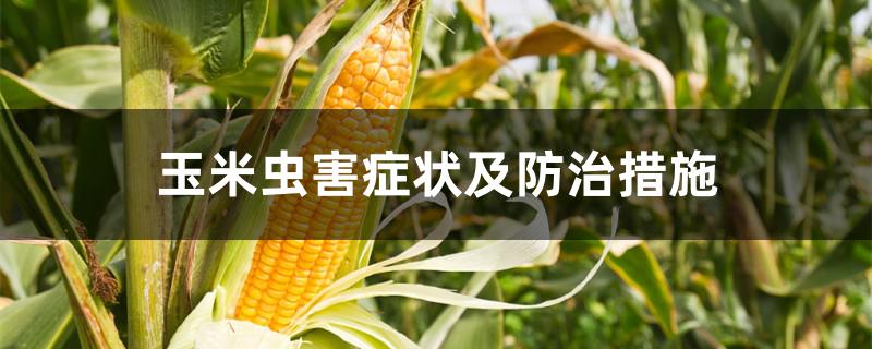 玉米虫害症状及防治措施