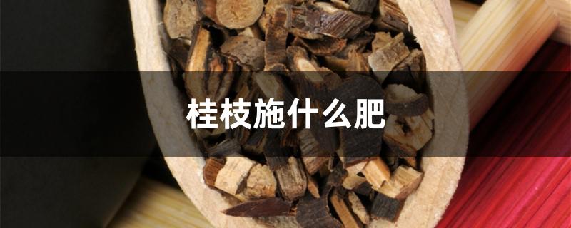 桂枝施什么肥