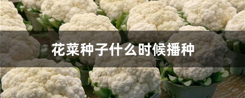 花菜种子什么时候播种