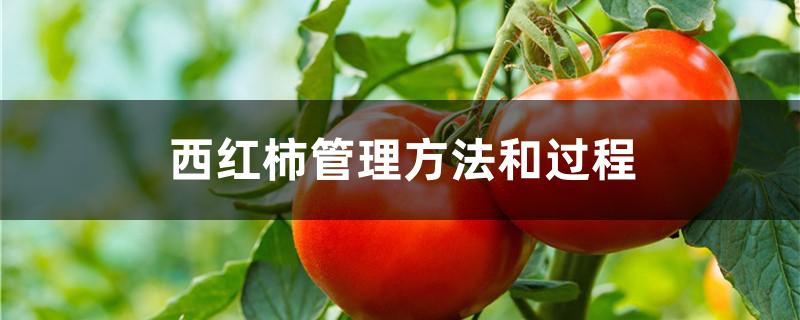 西红柿管理方法和过程