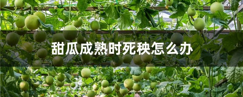 甜瓜成熟时死秧怎么办