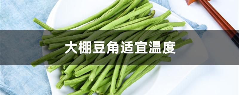 大棚豆角适宜温度