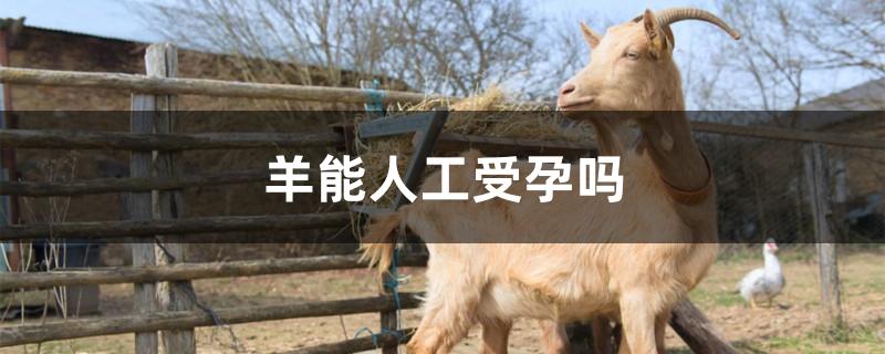 羊能人工受孕吗