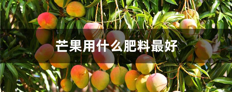 芒果用什么肥料最好