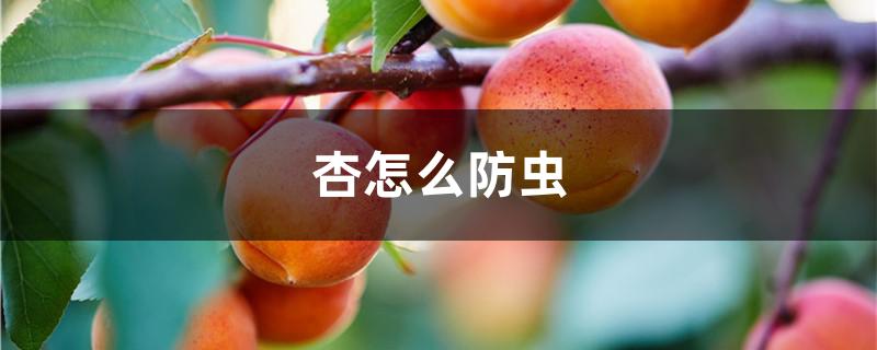 杏怎么防虫