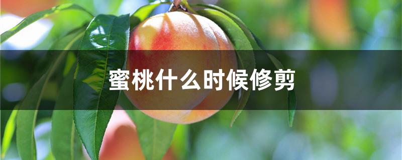 蜜桃什么时候修剪
