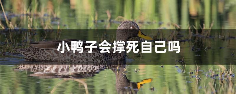小鸭子会撑死自己吗