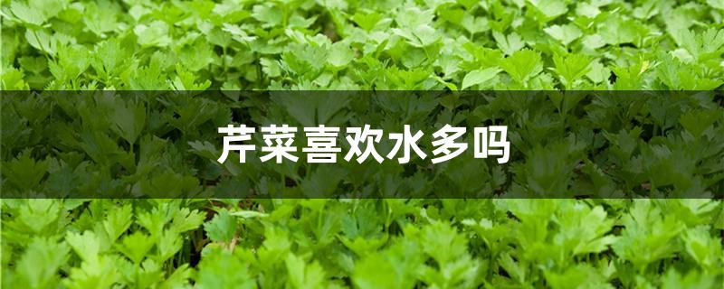 芹菜喜欢水多吗