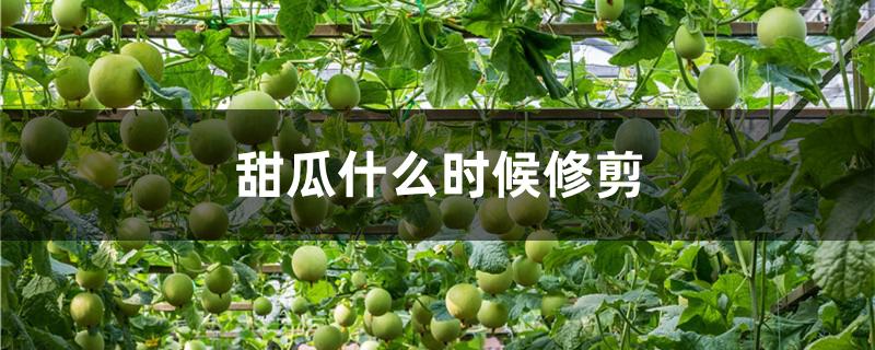 甜瓜什么时候修剪