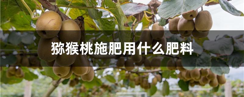 猕猴桃施肥用什么肥料