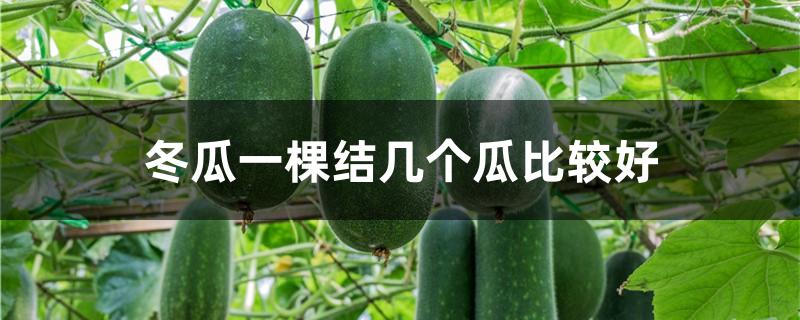 冬瓜一棵结几个瓜比较好
