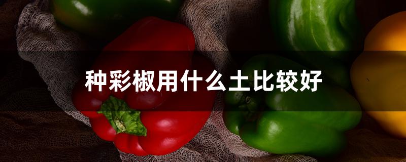 种彩椒用什么土比较好