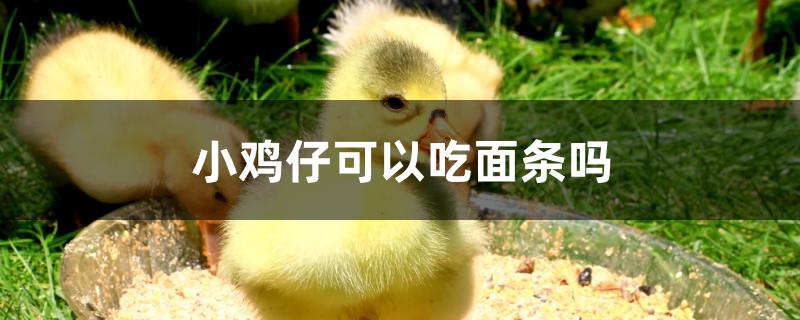 小鸡仔可以吃面条吗