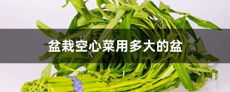 盆栽空心菜用多大的盆