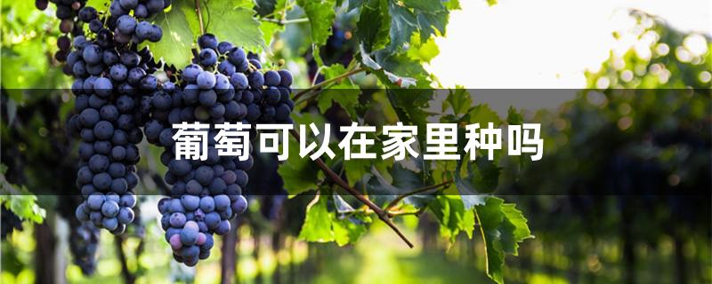 葡萄可以在家里种吗