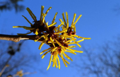 金缕梅的功效和作用