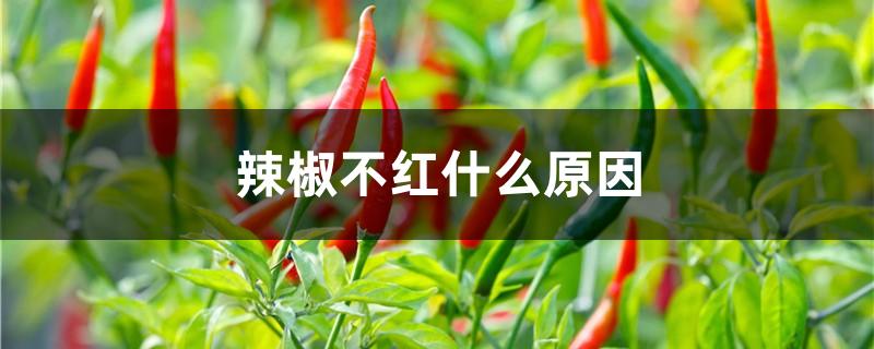 辣椒不红什么原因
