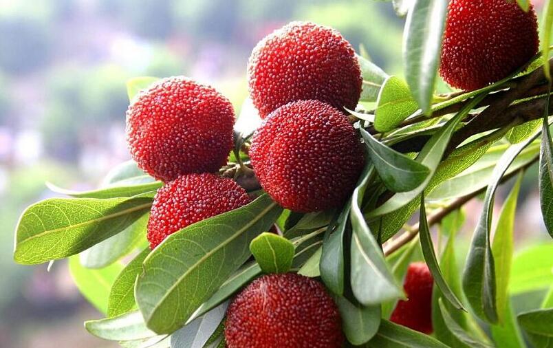 吃杨梅的好处 吃杨梅有什么益处？